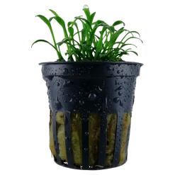 Tropica Akvarieplanter Tropica Akvarieplante i potte Cryptocoryne parva
