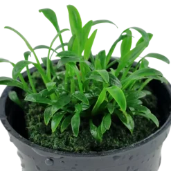 Tropica Akvarieplanter Tropica Akvarieplante i potte Cryptocoryne parva