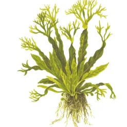 Tropica Akvarieplanter Tropica Akvarieplante i potte Microsorum pteropus Windeløv