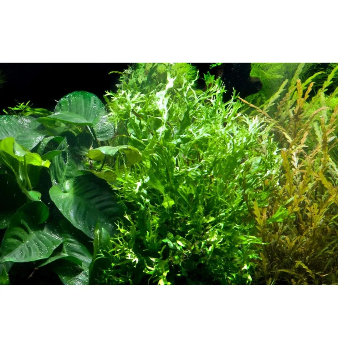 Tropica Akvarieplanter Tropica Akvarieplante i potte Microsorum pteropus Windeløv