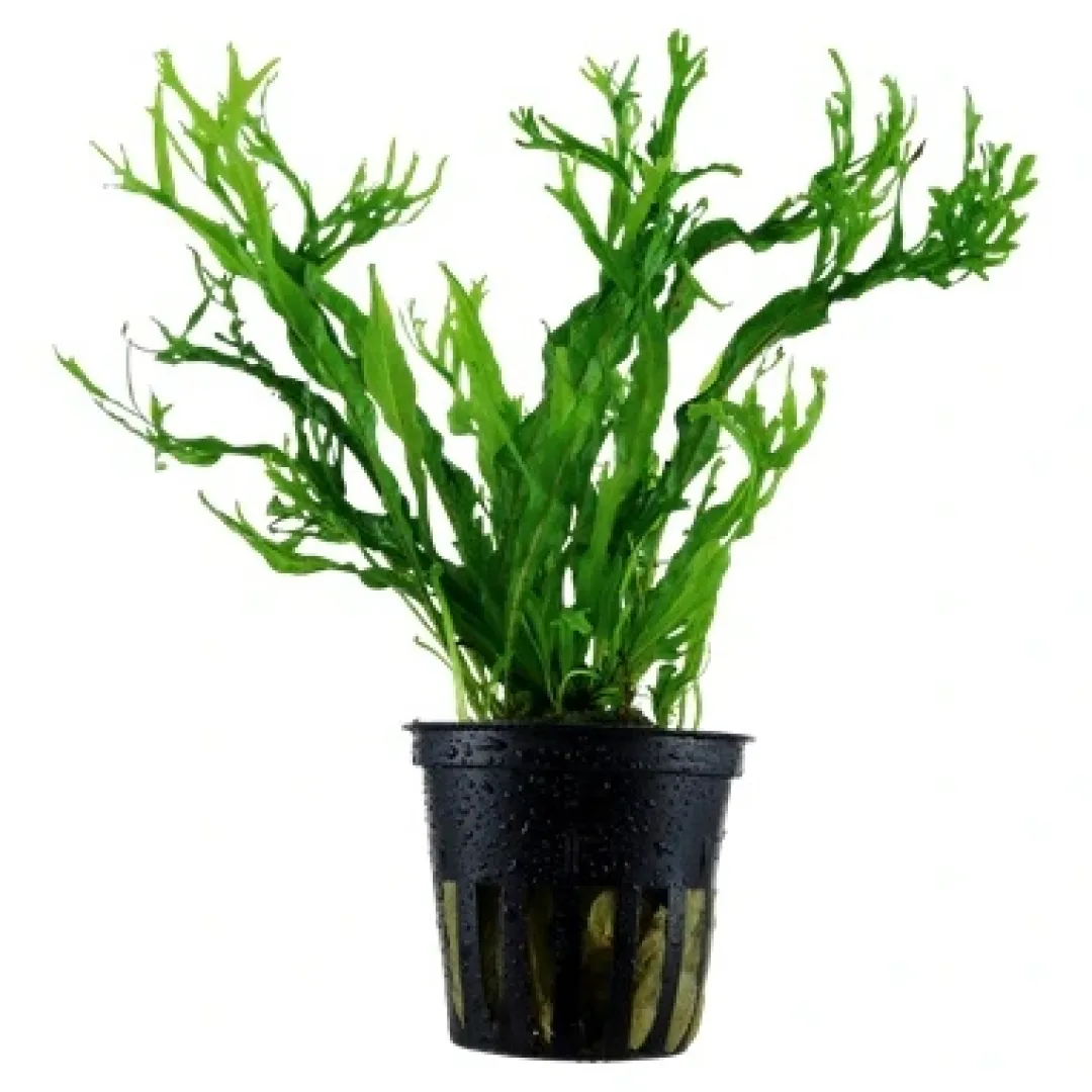 Tropica Akvarieplanter Tropica Akvarieplante i potte Microsorum pteropus Windeløv