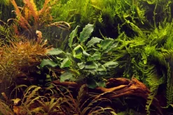 Tropica Akvarieplanter Tropica Akvarieplante i potte Anubias barteri variant nana Kirin