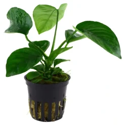 Tropica Akvarieplanter Tropica Akvarieplante i potte Anubias barteri caladiifolia