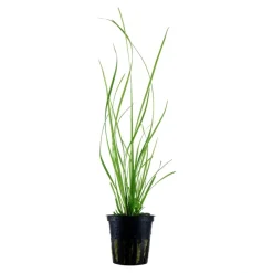 Tropica Akvarieplanter Tropica Akvarieplante i potte Cyperus helferi