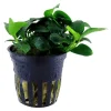 Tropica Akvarieplanter Tropica Akvarieplante i potte Anubias sp. Petite