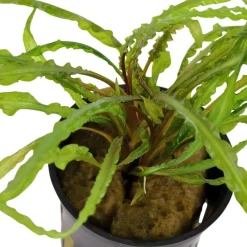 Tropica Akvarieplanter Tropica Akvarieplante i potte Cryptocoryne crispatula