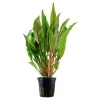 Tropica Akvarieplanter Tropica Akvarieplante i potte Cryptocoryne undulata broad leaves