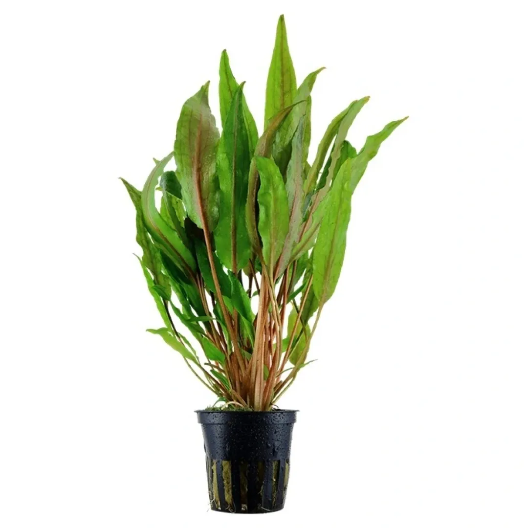 Tropica Akvarieplanter Tropica Akvarieplante i potte Cryptocoryne undulata broad leaves
