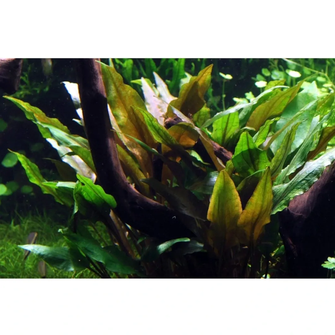 Tropica Akvarieplanter Tropica Akvarieplante i potte Cryptocoryne undulata broad leaves