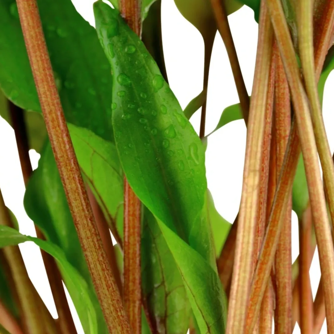 Tropica Akvarieplanter Tropica Akvarieplante i potte Cryptocoryne undulata broad leaves