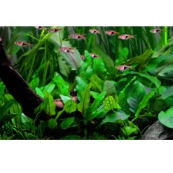 Tropica Akvarieplanter Tropica Akvarieplante i potte Cryptocoryne wendtii Green