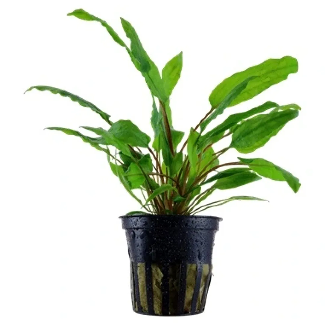 Tropica Akvarieplanter Tropica Akvarieplante i potte Cryptocoryne wendtii Green