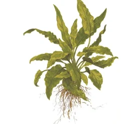 Tropica Akvarieplanter Tropica Akvarieplante i potte Cryptocoryne wendtii Green