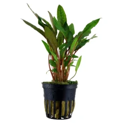 Tropica Akvarieplanter Tropica Akvarieplante i potte Cryptocoryne beckettii petchii