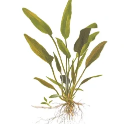 Tropica Akvarieplanter Tropica Akvarieplante i potte Cryptocoryne x willisii