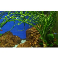 Tropica Akvarieplanter Tropica Akvarieplante i potte Crinum calamistratum