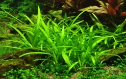 Tropica Akvarieplanter Tropica Akvarieplante i potte Sagittaria subulata