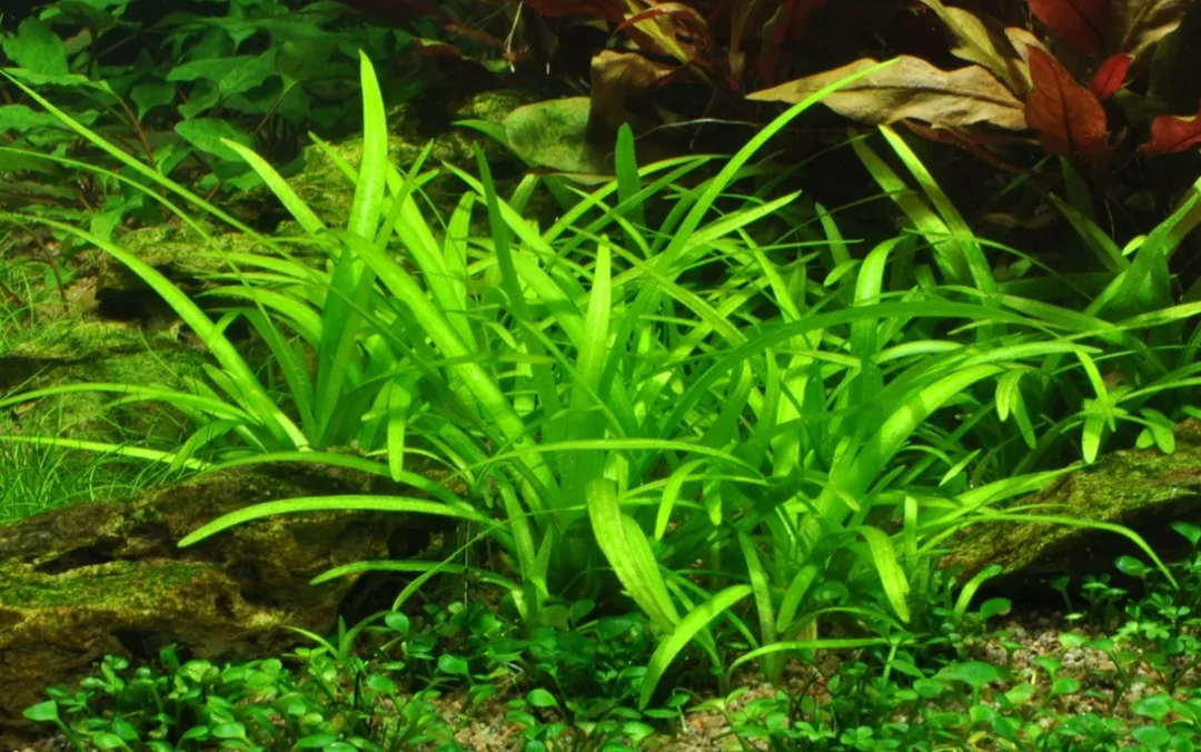 Tropica Akvarieplanter Tropica Akvarieplante i potte Sagittaria subulata