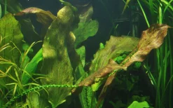Tropica Akvarieplanter Tropica Akvarieplante i potte Echinodorus Ozelot