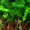 Tropica Akvarieplanter Tropica Akvarieplante i potte Echinodorus Rose