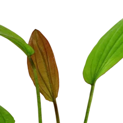 Tropica Akvarieplanter Tropica Akvarieplante i potte Echinodorus Rose