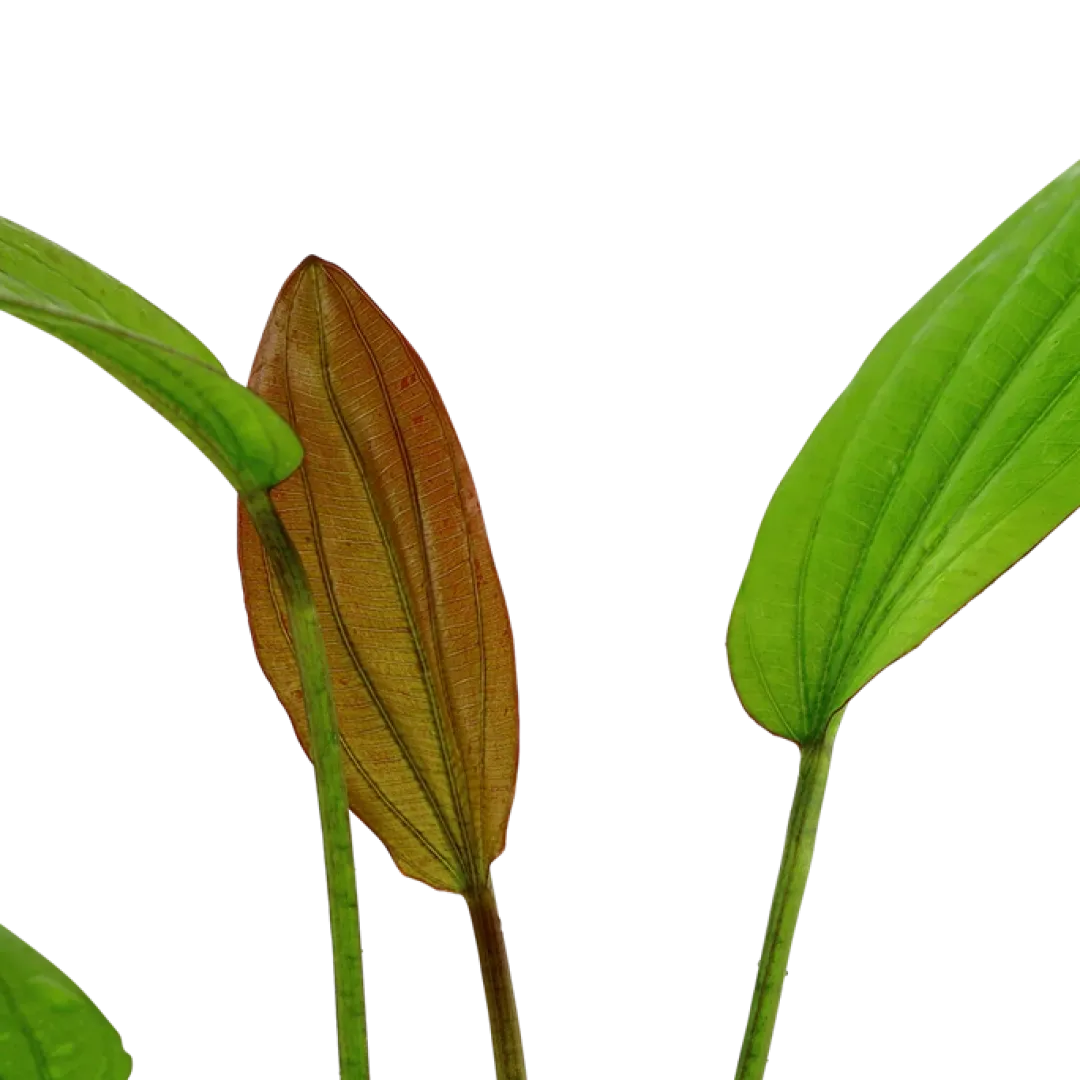 Tropica Akvarieplanter Tropica Akvarieplante i potte Echinodorus Rose