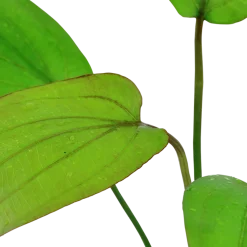 Tropica Akvarieplanter Tropica Akvarieplante i potte Echinodorus x barthii