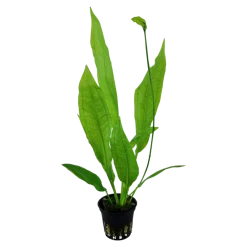Tropica Akvarieplanter Tropica Akvarieplante i potte Echinodorus grisebachii (bleherae)