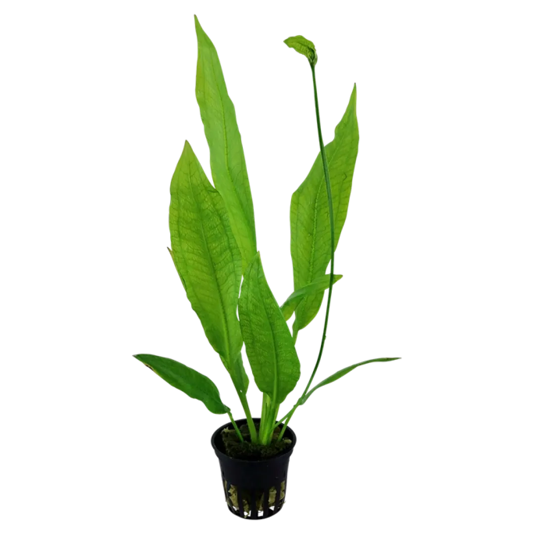 Tropica Akvarieplanter Tropica Akvarieplante i potte Echinodorus grisebachii (bleherae)
