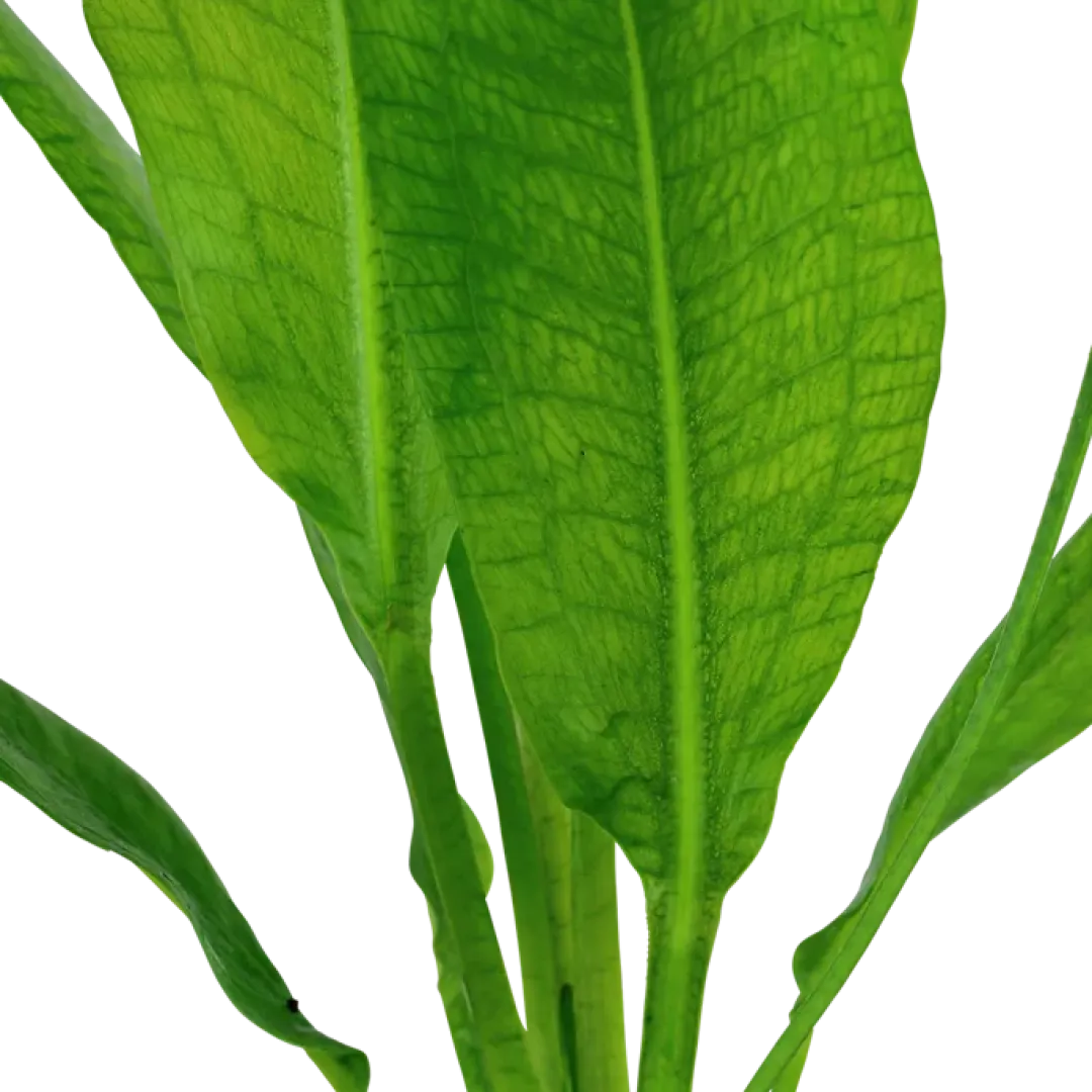Tropica Akvarieplanter Tropica Akvarieplante i potte Echinodorus grisebachii (bleherae)