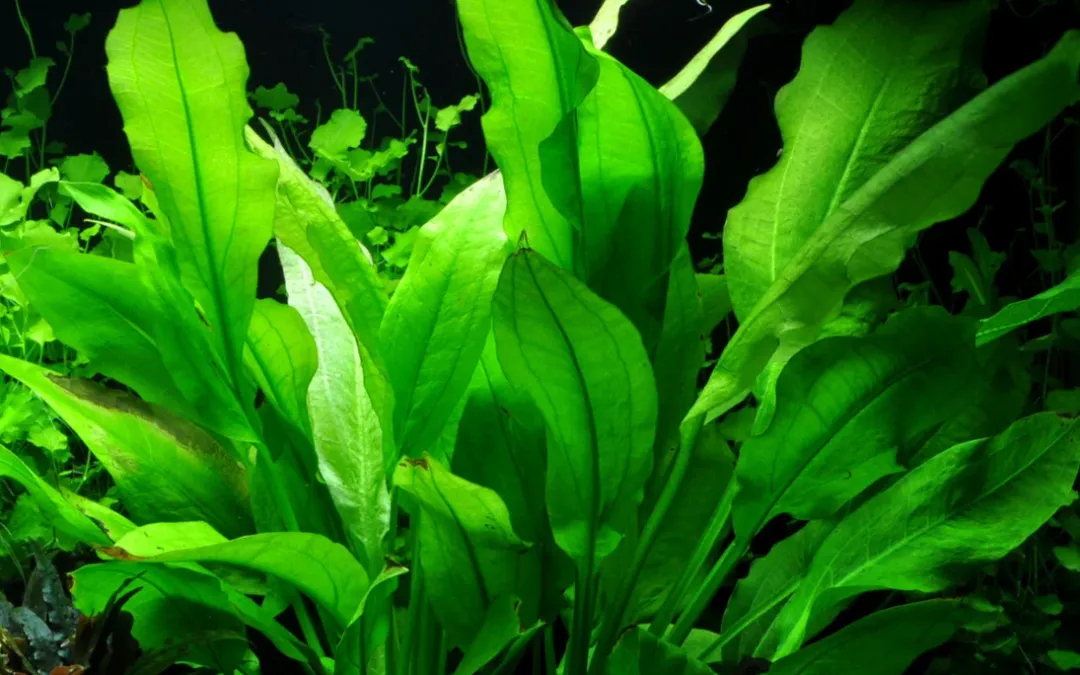 Tropica Akvarieplanter Tropica Akvarieplante i potte Echinodorus grisebachii (bleherae)