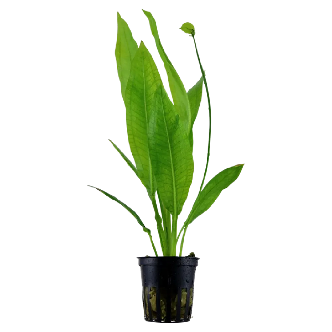 Tropica Akvarieplanter Tropica Akvarieplante i potte Echinodorus grisebachii (bleherae)