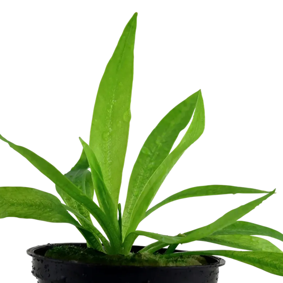 Tropica Akvarieplanter Tropica Akvarieplante i potte Helanthium bolivianum Quadricostatus