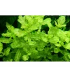 Tropica Akvarieplanter Tropica Akvarieplante i potte Shinnersia Rivularis Weiss-Grün