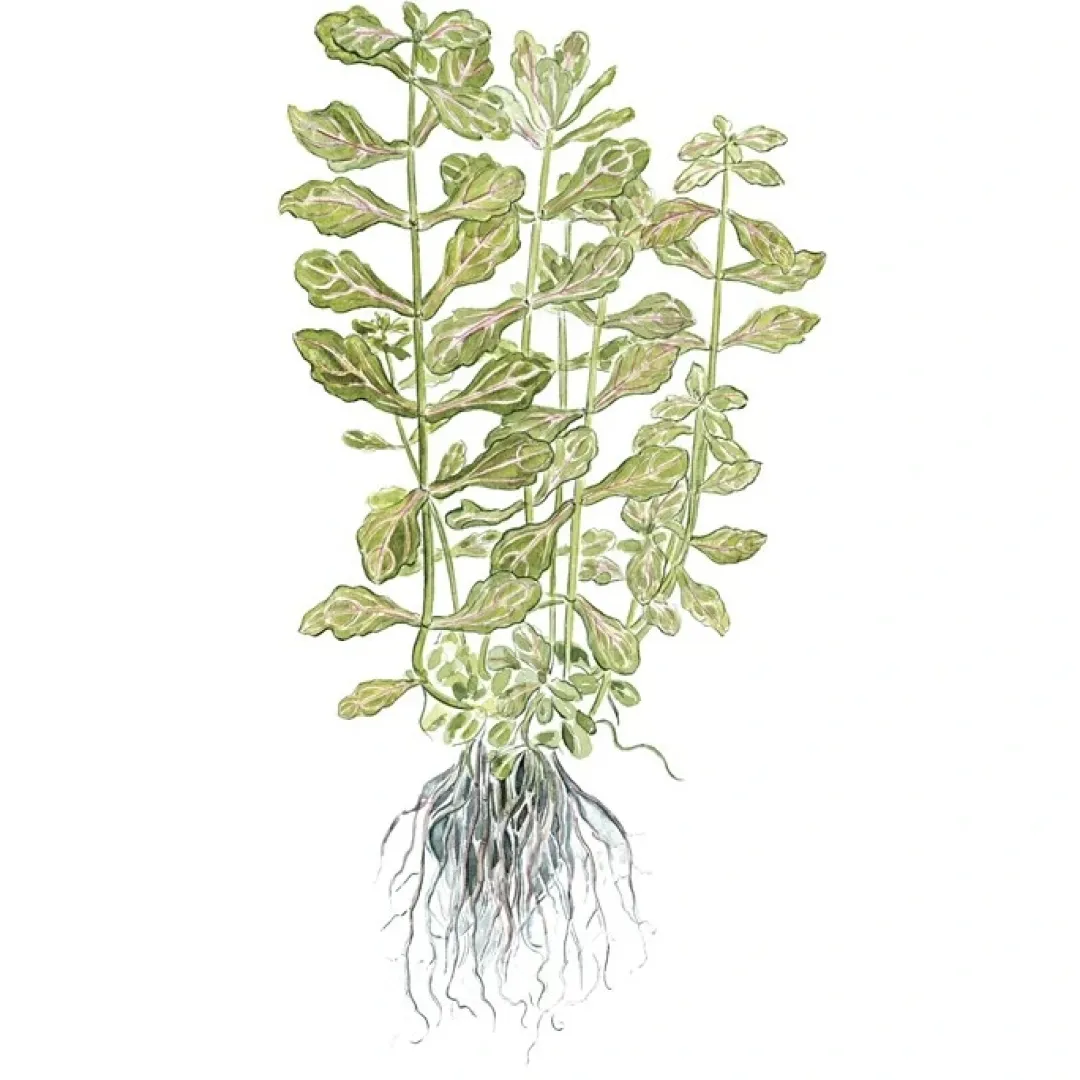 Tropica Akvarieplanter Tropica Akvarieplante i potte Shinnersia Rivularis Weiss-Grün