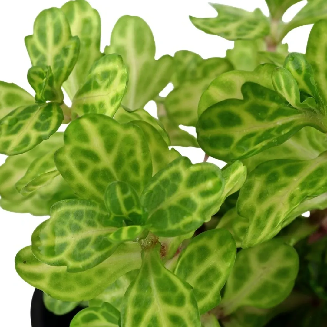 Tropica Akvarieplanter Tropica Akvarieplante i potte Shinnersia Rivularis Weiss-Grün