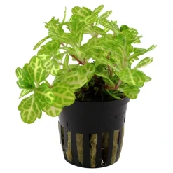 Tropica Akvarieplanter Tropica Akvarieplante i potte Shinnersia Rivularis Weiss-Grün