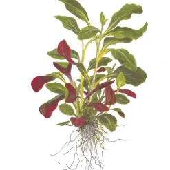 Tropica Akvarieplanter Tropica Akvarieplante i potte Lobelia cardinalis