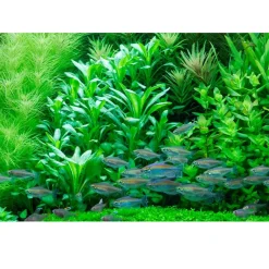 Tropica Akvarieplanter Tropica Akvarieplante i potte Lobelia cardinalis