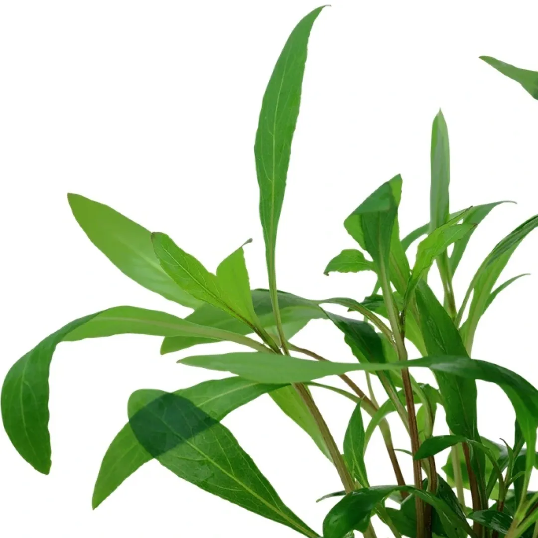 Tropica Akvarieplanter Tropica Akvarieplante i potte Hygrophila Siamensis 53B