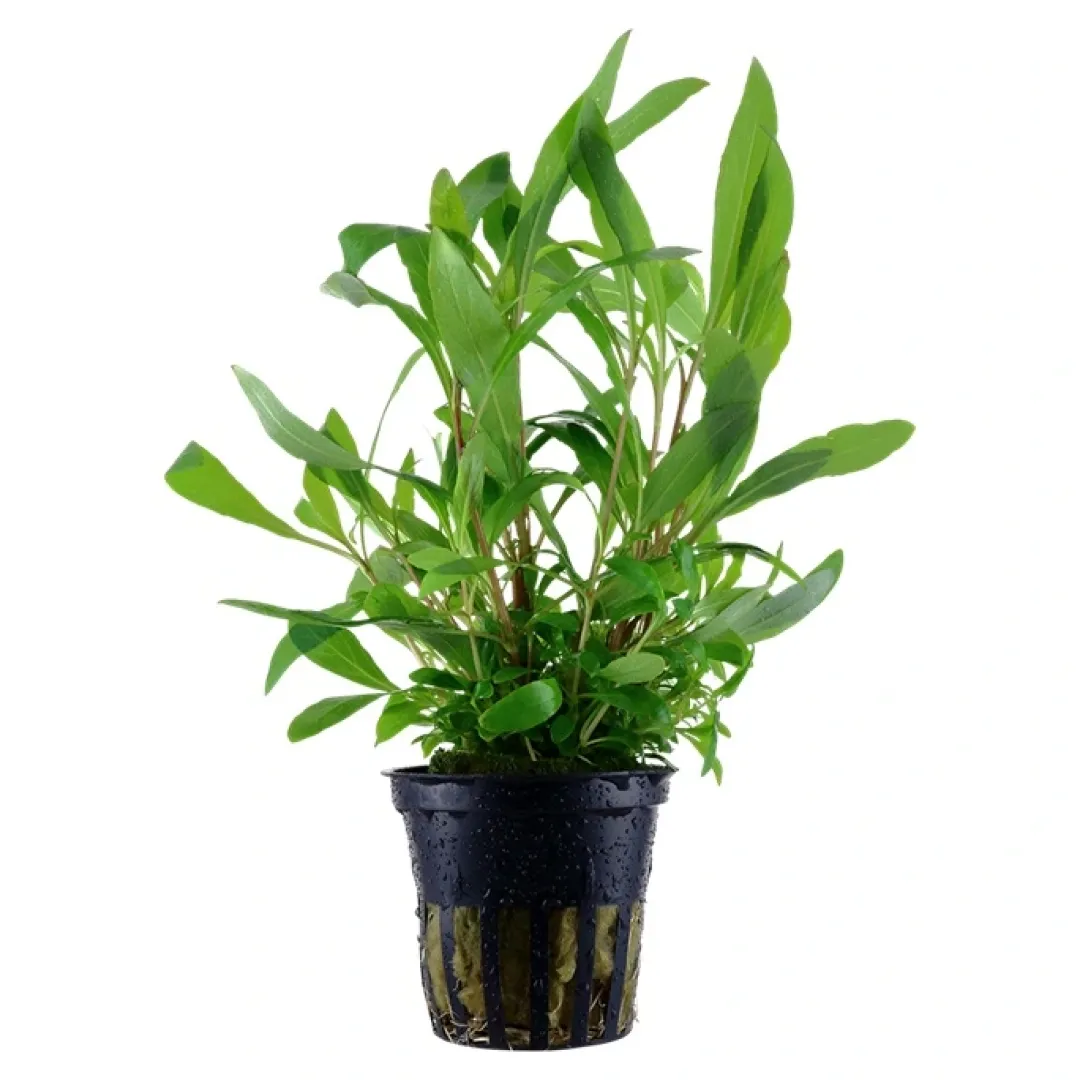 Tropica Akvarieplanter Tropica Akvarieplante i potte Hygrophila Siamensis 53B