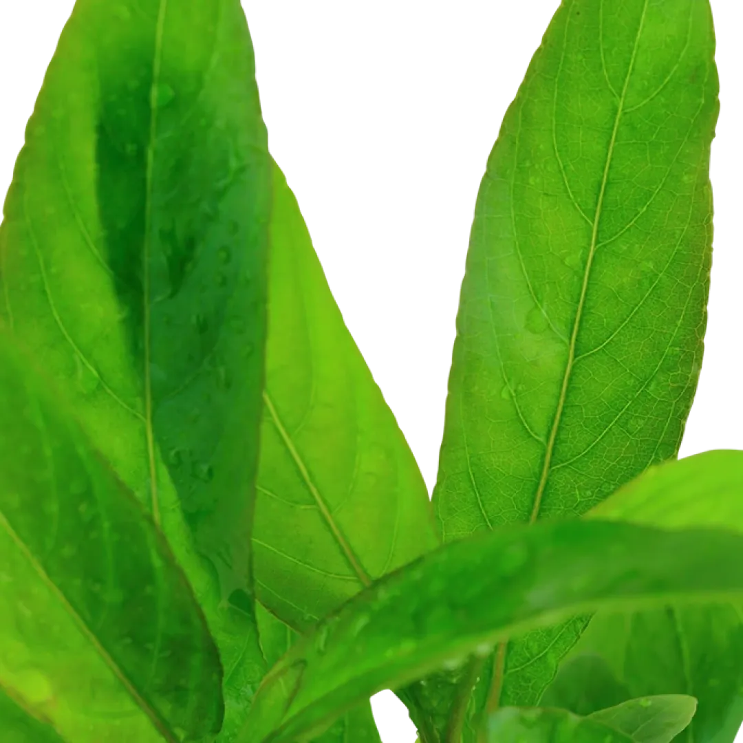Tropica Akvarieplanter Tropica Akvarieplante i potte Hygrophila Corymbosa Stricta
