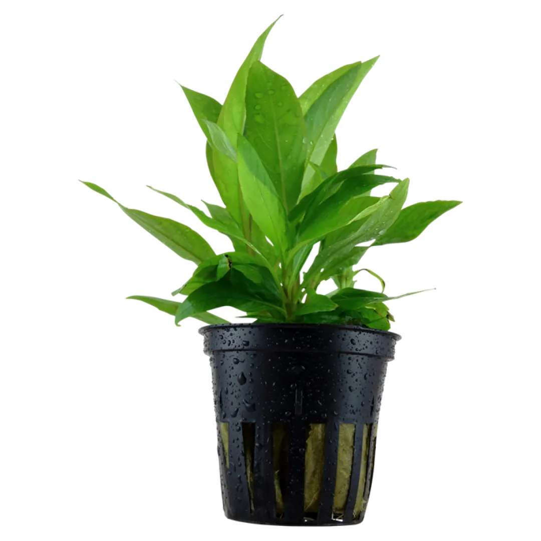 Tropica Akvarieplanter Tropica Akvarieplante i potte Hygrophila Corymbosa Stricta