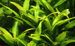 Tropica Akvarieplanter Tropica Akvarieplante i potte Hygrophila Corymbosa Stricta