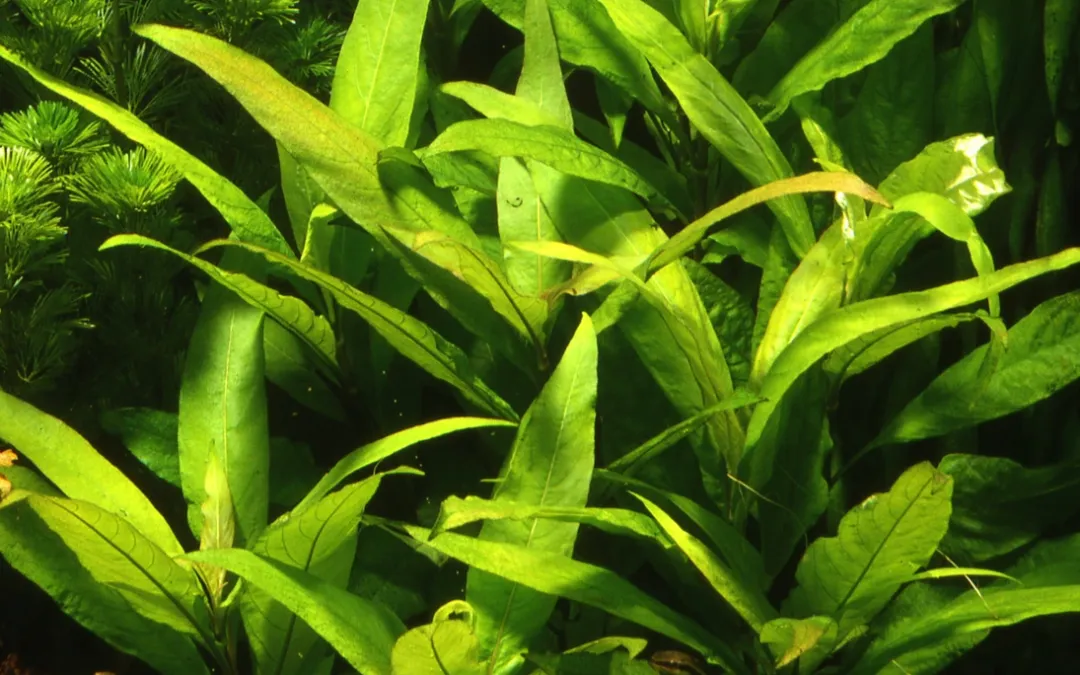 Tropica Akvarieplanter Tropica Akvarieplante i potte Hygrophila Corymbosa Stricta