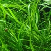 Tropica Akvarieplanter Tropica Akvarieplante i potte Hygrophila costata