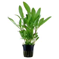 Tropica Akvarieplanter Tropica Akvarieplante i potte Hygrophila costata