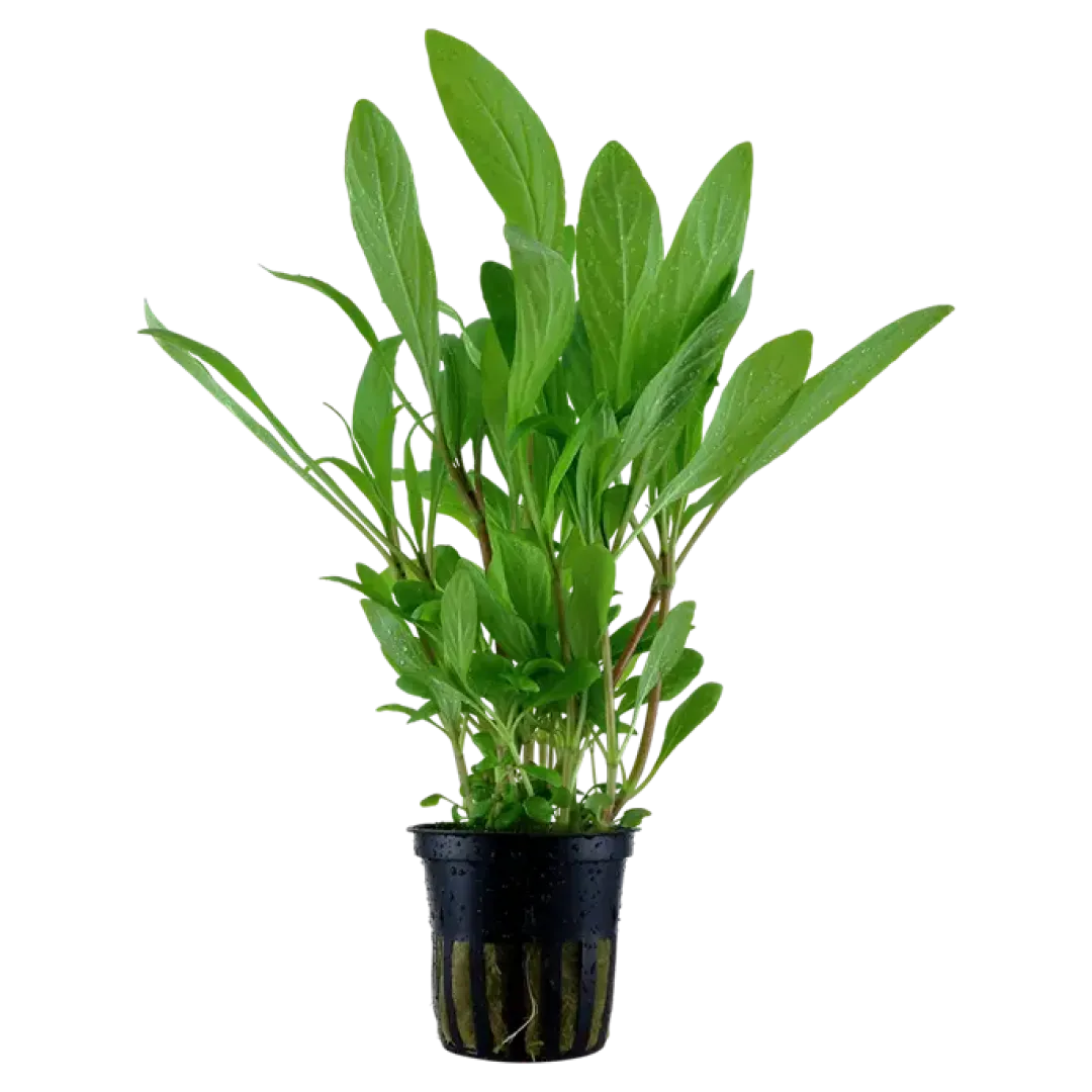 Tropica Akvarieplanter Tropica Akvarieplante i potte Hygrophila costata