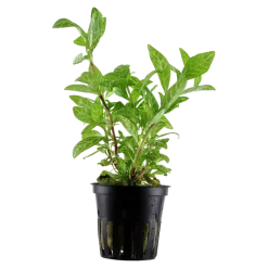Tropica Akvarieplanter Tropica Akvarieplante i potte Hygrophila polysperma Rosanervig