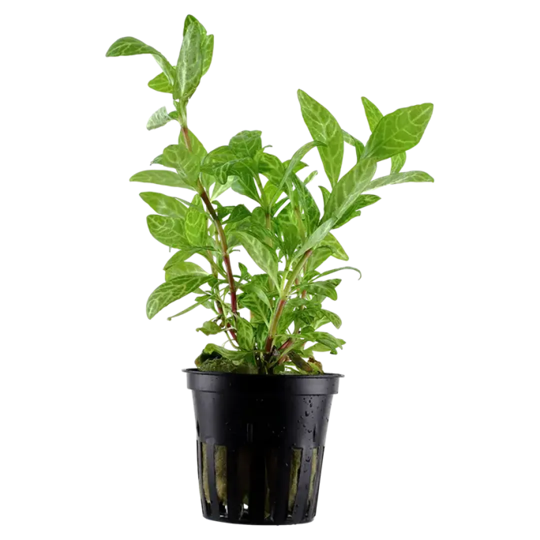 Tropica Akvarieplanter Tropica Akvarieplante i potte Hygrophila polysperma Rosanervig